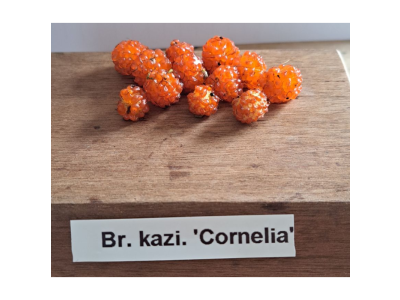 Broussonetia kazinoki ´Cornelia´ - papírovník