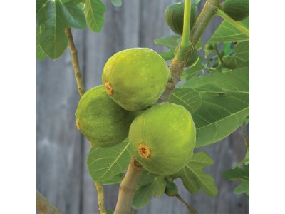 Ficus carica ´Desert king´ - světloplodá odrůda