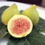 Ficus carica ´Desert king´ - světloplodá odrůda
