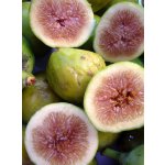 Ficus carica ´Desert king´ - světloplodá odrůda