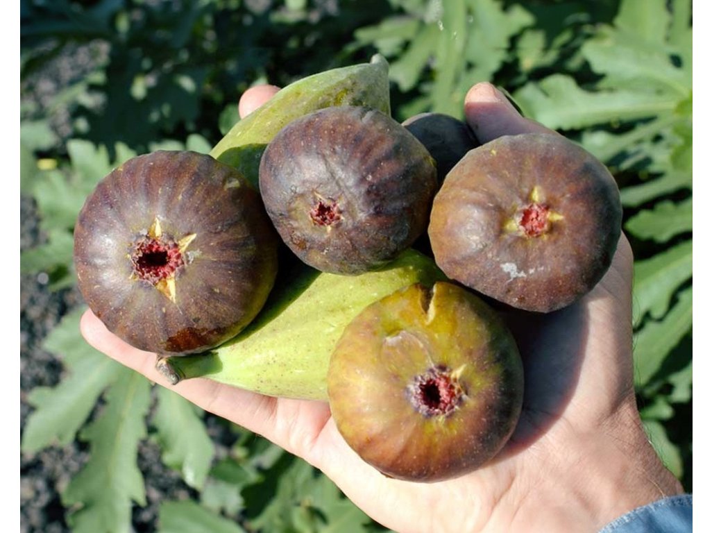 Ficus carica ´Bornholm´s Diamond´ - fíkovník