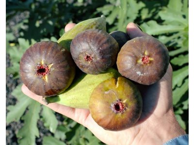 Ficus carica ´Bornholm´s Diamond´ - fíkovník