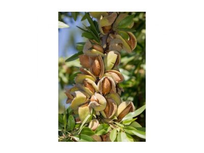 Prunus dulcis ´Supernova´ - mandloň samoaprašná odrůda