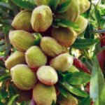 Prunus dulcis ´Supernova´ - mandloň samoaprašná odrůda