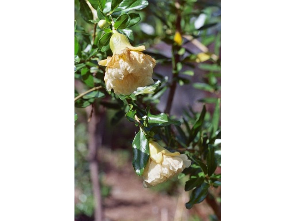Punica granatum ´Haku Botan´ - granátovník obecný RARITKA