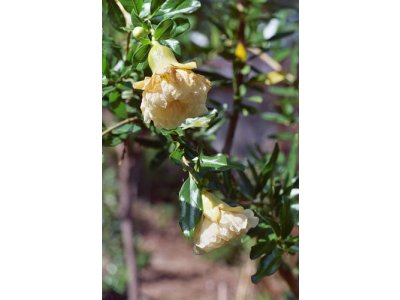 Punica granatum ´Haku Botan´ - granátovník obecný RARITKA