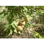 Punica granatum ´Haku Botan´ - granátovník obecný RARITKA