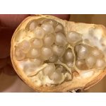 Punica granatum ´Haku Botan´ - granátovník obecný RARITKA