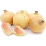 Punica granatum ´Haku Botan´ - granátovník obecný RARITKA
