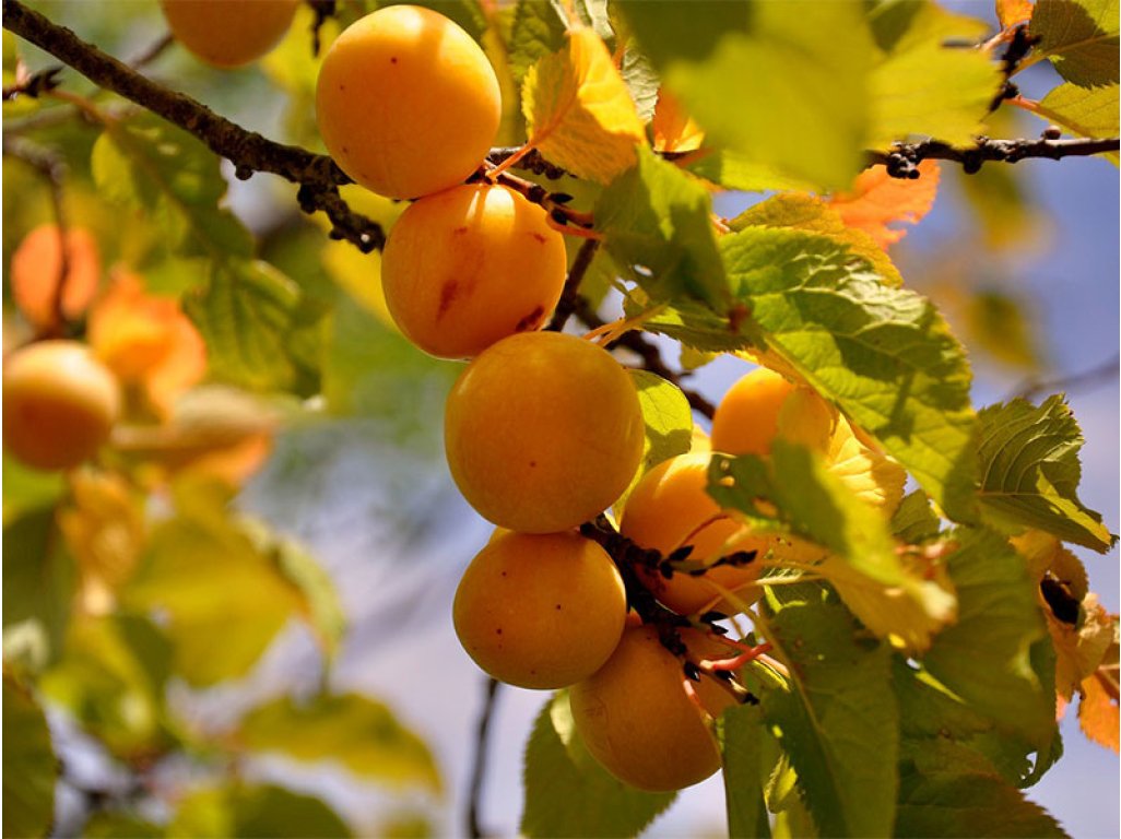 Prunus cerasifera - slivoň třešňoplodá /myrobalán/