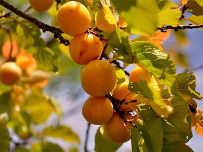 Prunus cerasifera - slivoň třešňoplodá /myrobalán/
