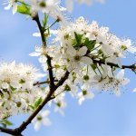 Prunus cerasifera - slivoň třešňoplodá /myrobalán/