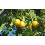 Prunus cerasifera - slivoň třešňoplodá /myrobalán/
