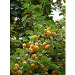 Prunus cerasifera - slivoň třešňoplodá /myrobalán/