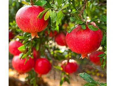 Punica granatum ´Crimson Sky´ - granatovník obecný