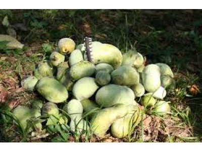 Asimina triloba ´Mango´ - muďoul trojlaločný