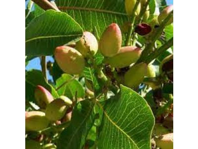 Pistacia vera ´Pontekes´ - female - samičí odrůda /SUMMER 2026/