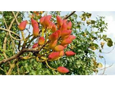 Pistacia vera ´Napoletana´ - female - samiční rostlina /SUMMER 2026/