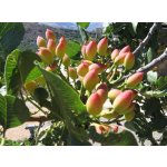 Pistacia vera ´Napoletana´ - samiční rostlina vlastní