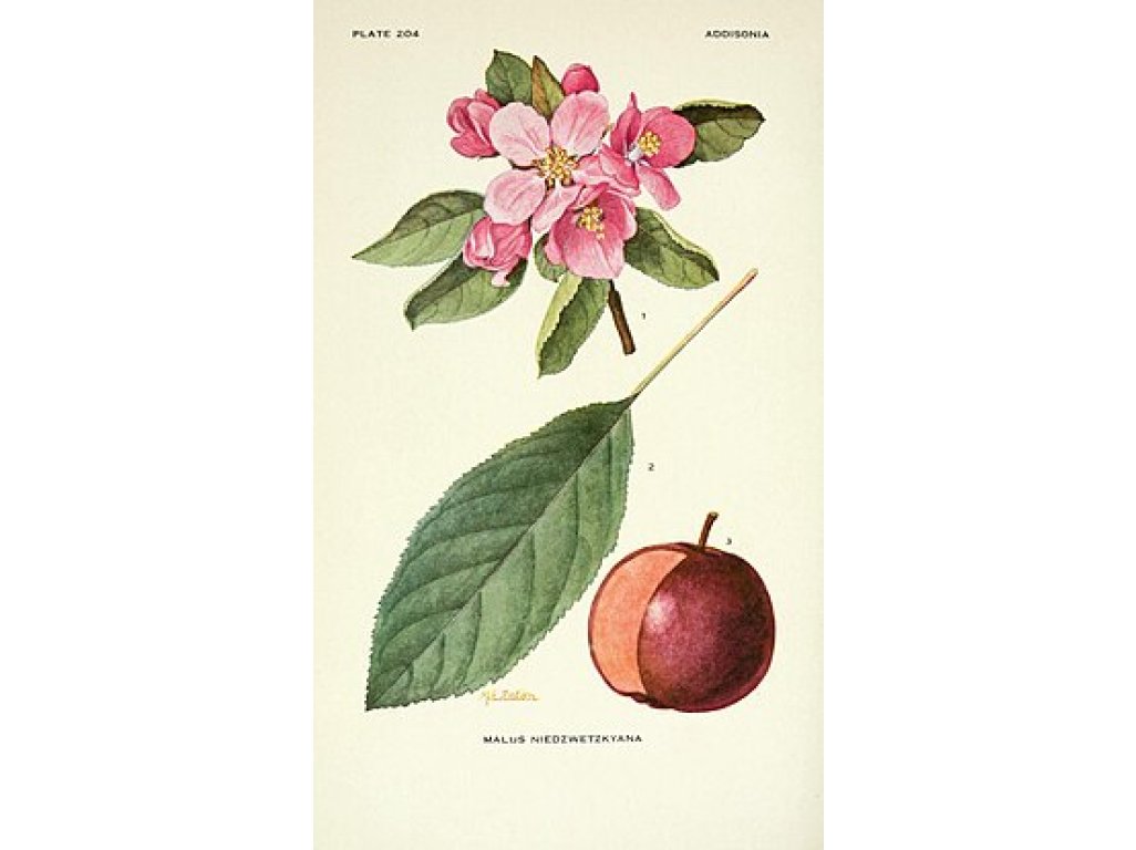 Malus niedzwetzkyana ´Pekacervenca´ - red flesh - červená dužina MEGARARITA