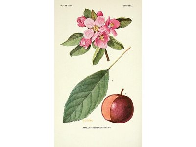 Malus niedzwetzkyana ´Pekacervenca´ - red flesh - červená dužina MEGARARITA