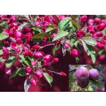 Malus niedzwetzkyana ´Pekacervenca´ - red flesh - červená dužina MEGARARITA