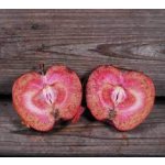 Malus niedzwetzkyana ´Pekacervenca´ - red flesh - červená dužina MEGARARITA