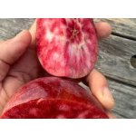 Malus niedzwetzkyana ´Pekacervenca´ - red flesh - červená dužina MEGARARITA