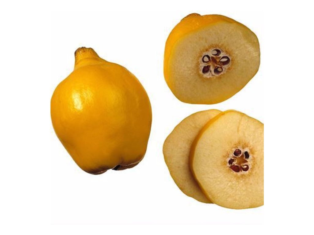 Cydonia oblonga ´Limon  Ayvasi´ - kdouloň hruškovitá  /SUMMER 2026/