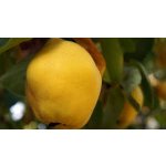 Cydonia oblonga ´Limon  Ayvasi´ - kdouloň hruškovitá  /SUMMER 2026/