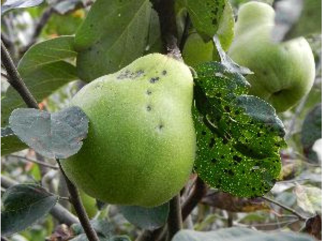 Cydonia oblonga ´Cukur Göbek´ - kdouloň RARITA