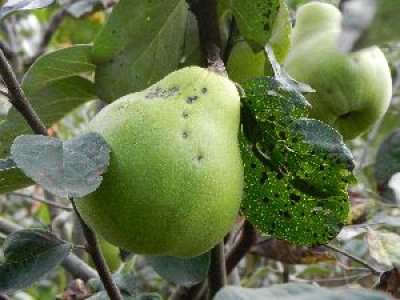 Cydonia oblonga ´Cukur Göbek´ - kdouloň RARITA