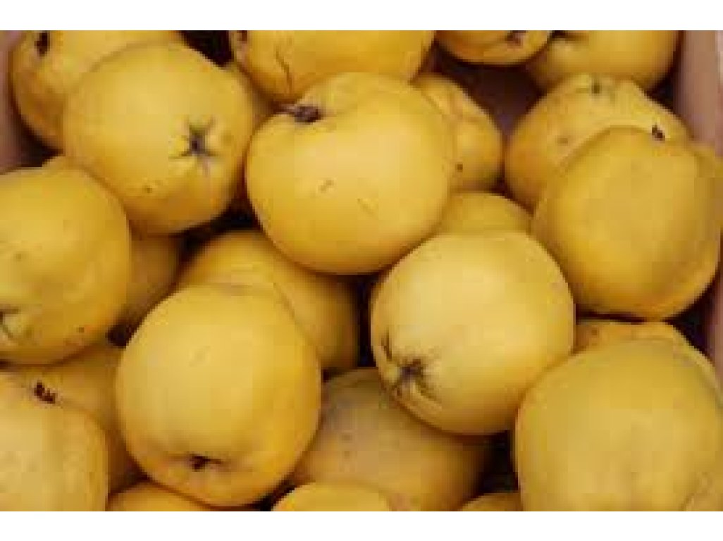 Cydonia oblonga ´Sobu´ - kdouloň  /SUMMER 2026/