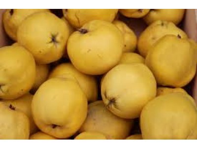 Cydonia oblonga ´Sobu´ - kdouloň  /SUMMER 2026/