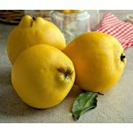 Cydonia oblonga ´Sobu´ - kdouloň  /SUMMER 2026/