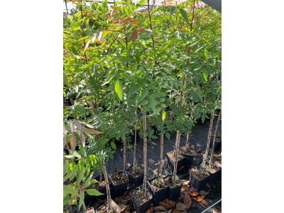Pistacia UCB1 - hardy rootstock for pistachios