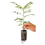 Pistacia UCB1 - hardy rootstock for pistachios