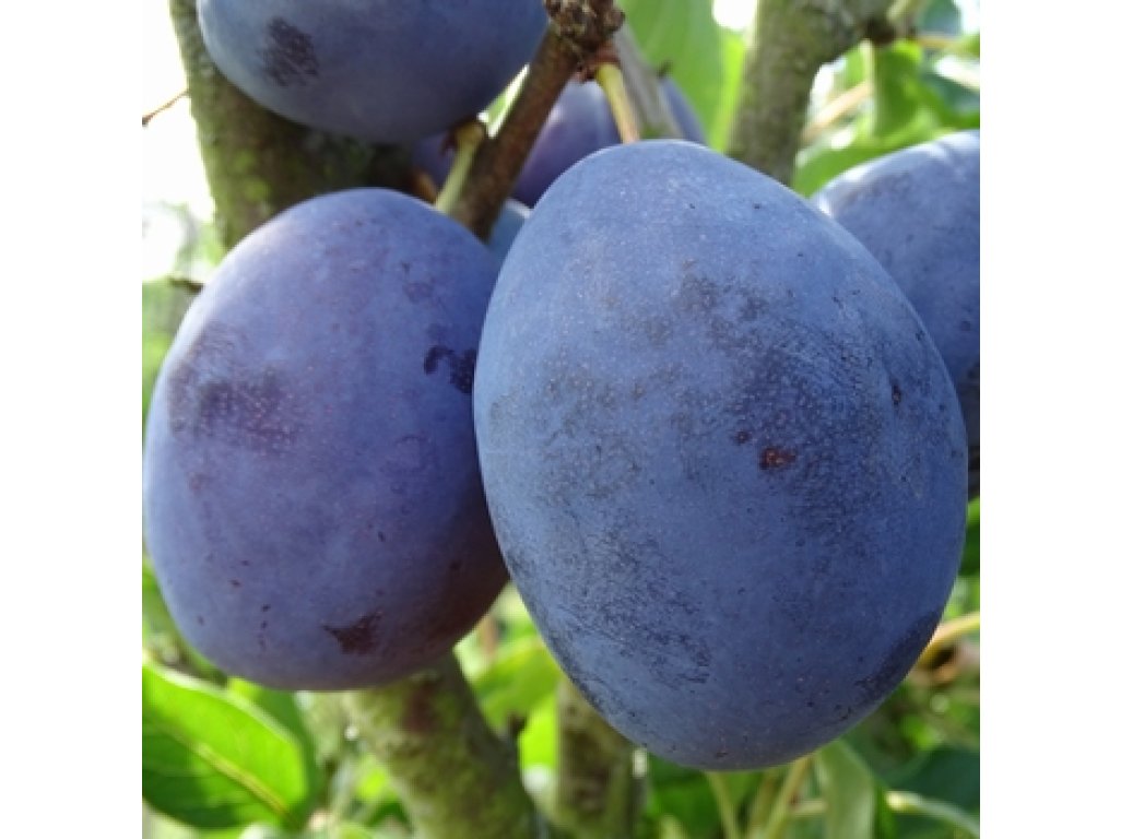 Prunus domestica ´Gabrovská´ - kvalitní pološvestka