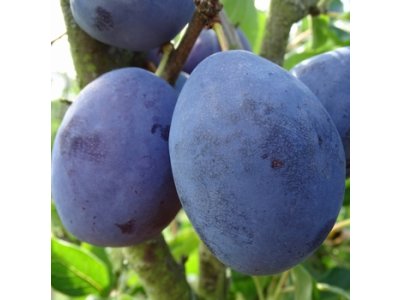 Prunus domestica ´Gabrovská´ - kvalitní pološvestka