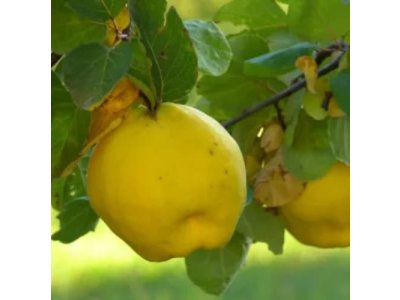 Cydonia oblonga ´Muskatnaja´ - kdouloň jablíčková