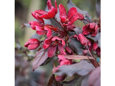 Malus domestica ´Rosette´ - odrůda s červenou dužinou RARITA