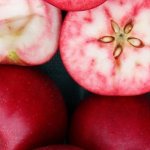Malus domestica ´Rosette´ - odrůda s červenou dužinou RARITA
