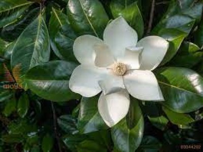 Magnolia grandiflora ´Gallisoniensis´ - šácholan velkokvětý