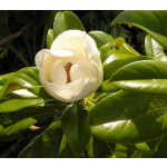 Magnolia grandiflora ´Gallisoniensis´ - šácholan velkokvětý
