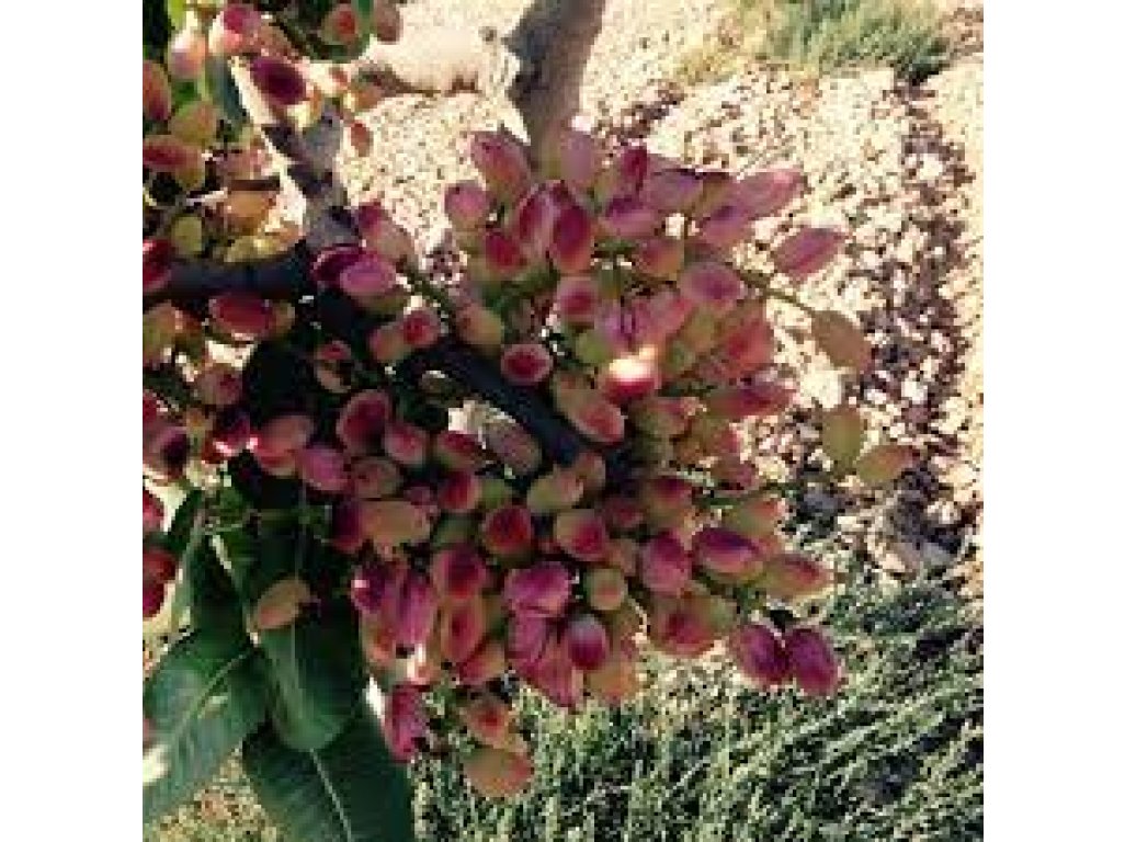 Pistacia vera ´Batoury´ - female - samičí odrůda /SUMMER 2026/