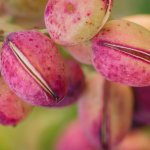 Pistacia vera ´Joley´ - female - samičí rostlina /SUMMER 2026/