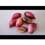 Pistacia vera ´Joley´ - female - samičí rostlina /SUMMER 2026/