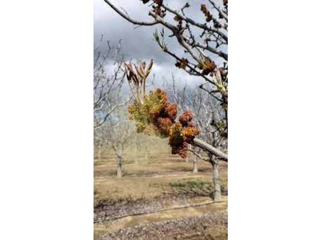 Pistacia vera ´Randy´ - male - samčí odrůda /SUMMER 2026/