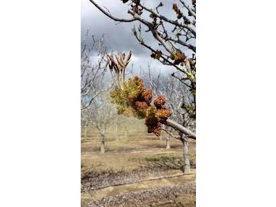 Pistacia vera ´Randy´ - male - samčí odrůda /SUMMER 2026/