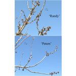 Pistacia vera ´Randy´ - male - samčí odrůda /SUMMER 2026/